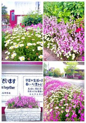 高中のお花たち